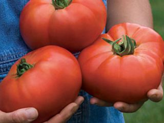 Darah Beruang Tomato: ciri dan perihalan varieti