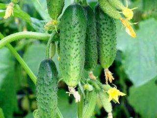 Description of cucumbers All in a bunch