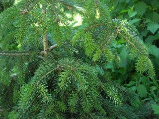 ¿Cuál es la diferencia entre abeto y picea?