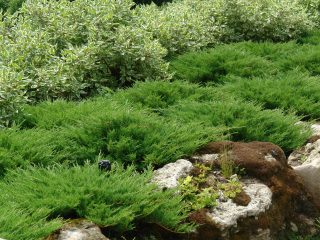 Juniper horizontalis Prince of Wales