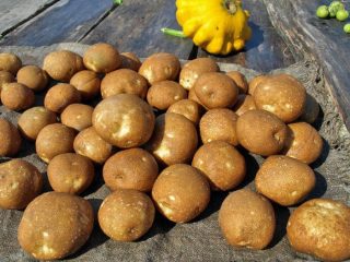 Batatas Kiwi: características da variedade, comentários