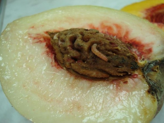 Pests of peach trees