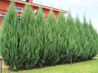 Juniperus skalnatý Skyrocket