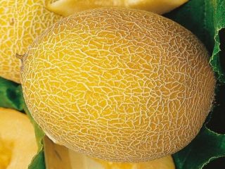 How to grow melon at home