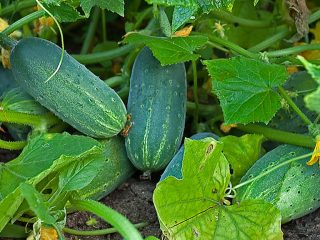 Cucumber Hector: photo, description of the variety