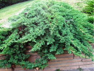 Juniperus ležiaca Nana