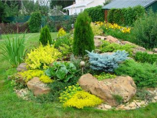 Arborvitae والعرعر في تصميم المناظر الطبيعية