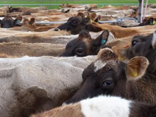 Viral diarrhea of calves and cows