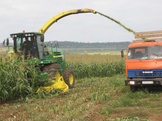 Growing and processing corn for grain
