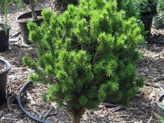 Banks Pine