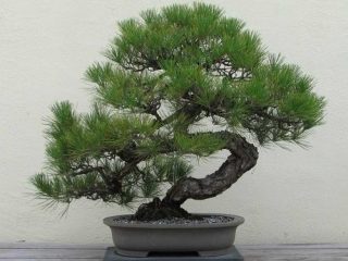 Growing pine bonsai