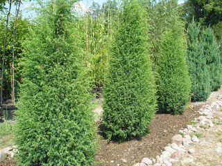 Zimbro comum: foto e descrição