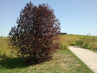 Cereza de pájaro rojo: foto y descripción.
