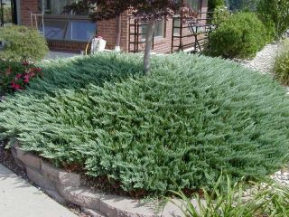 Enebro horizontal Andorra Compacta