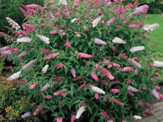 Prerezávanie buddleia na zimu