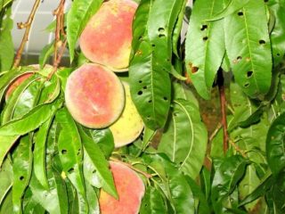 أمراض الخوخ وعلاجها