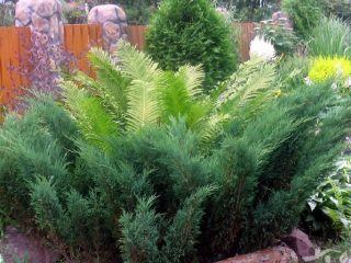 Cossack juniper: photo and description