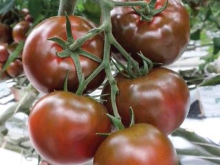 Varieties of black tomatoes with photos and descriptions