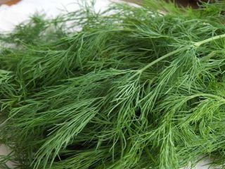 Dill Kibray: reviews, photos, yield