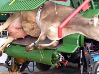 Cattle hoof trimming machine