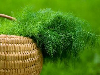 Dill Abundant Leaf: reviews, photos, yield