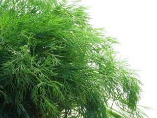 Dill Monk's Beard: reviews + photos
