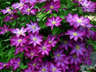 Clematis Kakio: описание, група за подрязване, грижа, снимка