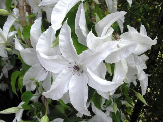 Clematis Beautyful Bride: описание, снимки и рецензии