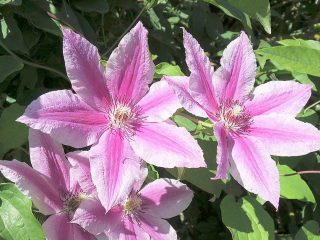 Clematis Carnaby: снимка и описание, група за подрязване, грижи