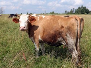 Tratamiento de la vaginitis en vacas.