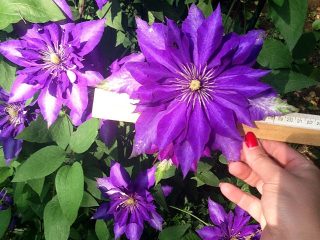Clematis Daniel Deronda: foto, popis, skupina prerezávania