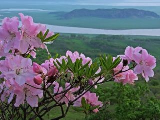 Rododendron Schlippenbach: fotografie, creștere din semințe, proprietăți benefice