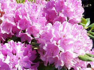 Rhododendron Roseum Elegance: descriere, rezistență la iarnă, plantare, fotografie