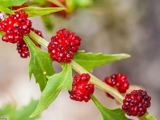 Strawberry spinach: cultivation, beneficial properties, recipes