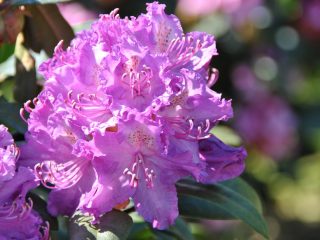 Rhododendrons in Siberia: planting care, varieties, photos
