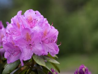 Rozmnožovanie rododendronu odrezkami a semenami