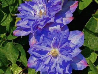 Clematis Blue Explosion: reviews, description, photos