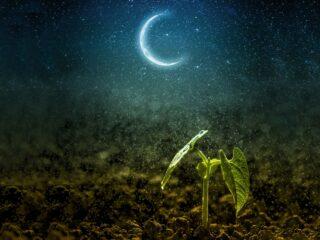 Gardener's lunar calendar for April 2023