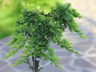 Juniper squamata: Biru Manis, Api Emas, Little Joanna