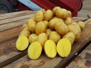 Variedad de papa Wendy: opiniones y características.