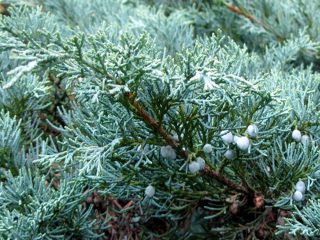 Juniper virginiana Hetz