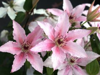 Clematis Pink Fantasy: مجموعة التقليم والوصف