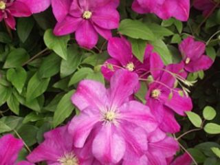 Clematis Sunset: description, pruning group, reviews