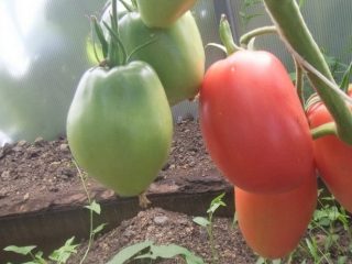 Poháre Tomato Minusinsk: ružové, oranžové, červené