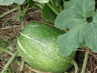 Ficifolia figoleaf pumpkin: photos, recipes