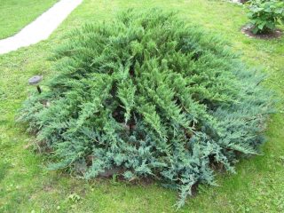 Common juniper Green Carpet
