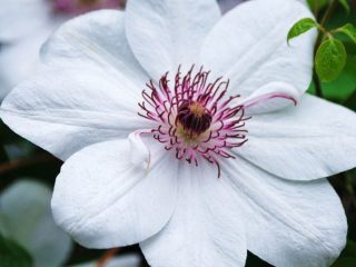 Kráľovná Clematis Jadwiga