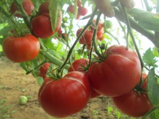 El amor de tomate mamá: opiniones, fotos, rendimiento.