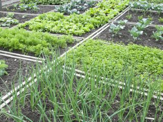 What to plant after onions next year