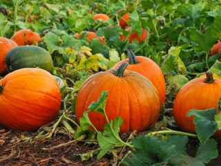 Watering pumpkins in open ground: how often and how to do it correctly